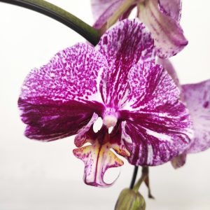 Phalaenopsis Arco