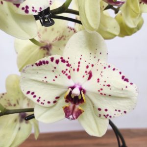 Phalaenopsis Arco