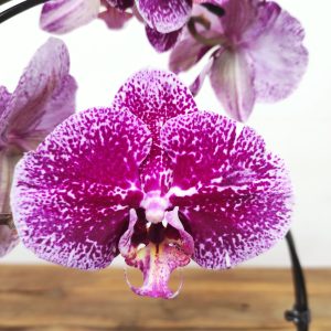 Phalaenopsis Arco