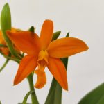 Cattleya laranja - Com flor