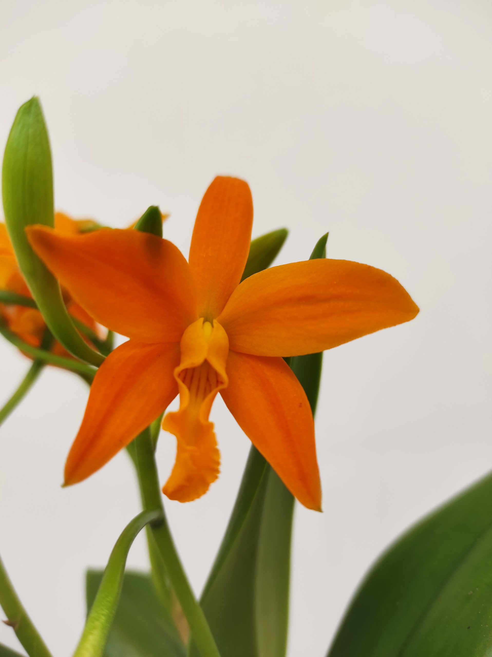 Cattleya laranja - Com flor