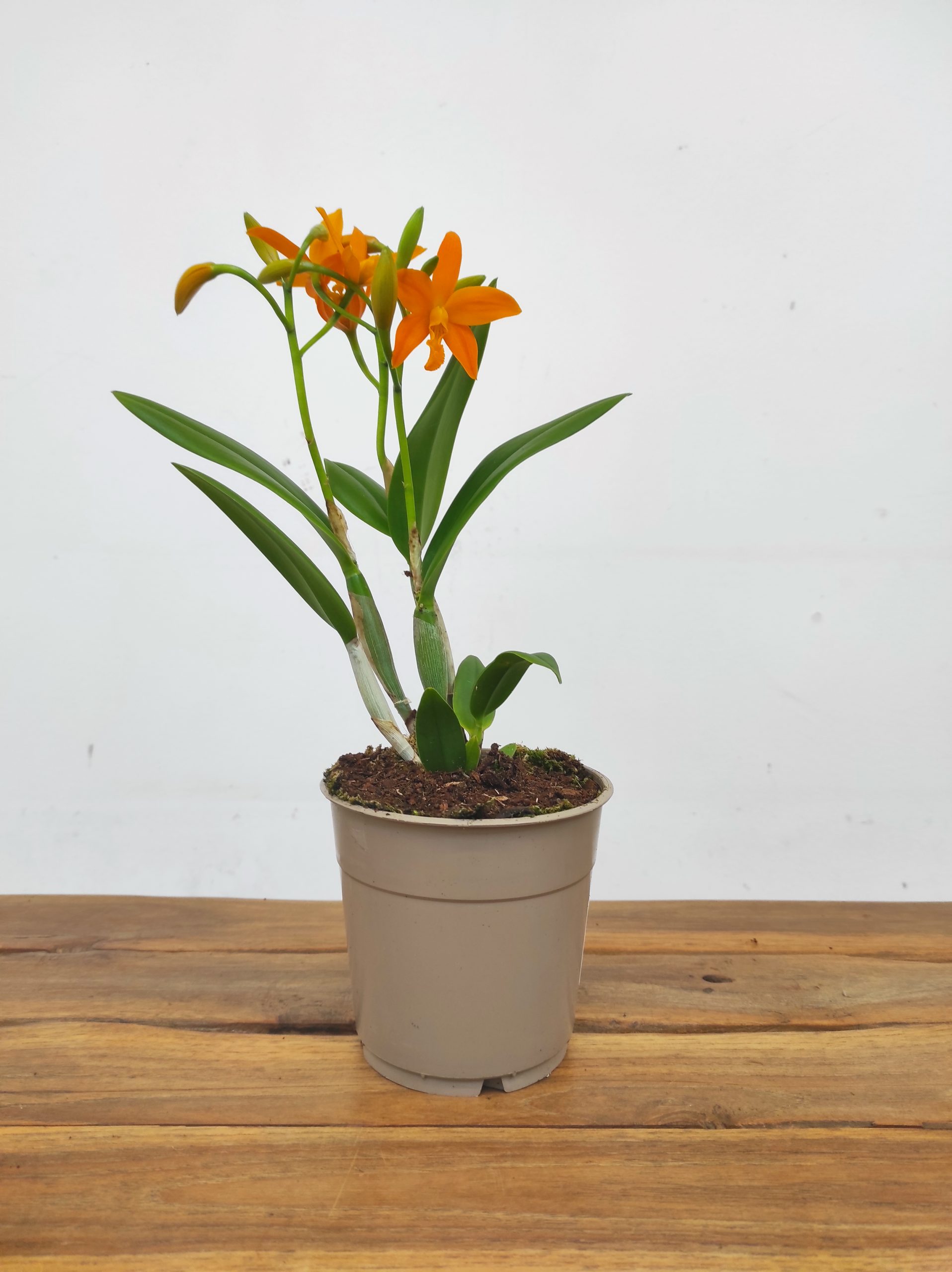 Cattleya laranja - Com flor - Image 2
