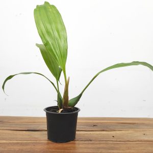 Coelogyne Speciosa – Sem flor