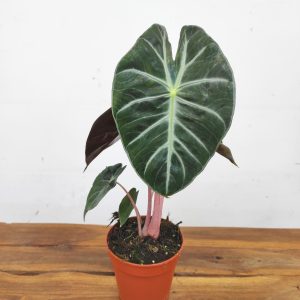 Alocasia Pink Dragon