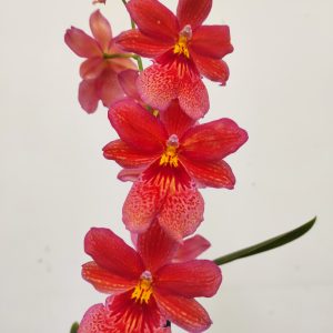 Burrageara Nellys Isler Laranja