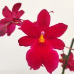 Burrageara Nellys Isler 'Velvet'