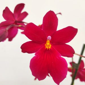 Burrageara Nellys Isler 'Velvet'