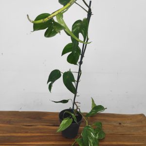 Epipremnum Pinnatum Variegata