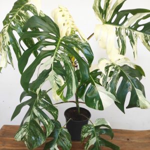 Monstera Deliciosa Variegata