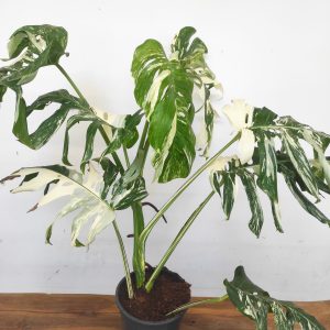 Monstera Deliciosa Variegata