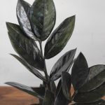 Zamioculca Zamiifolia Dowon