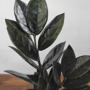 Zamioculca Zamiifolia Dowon