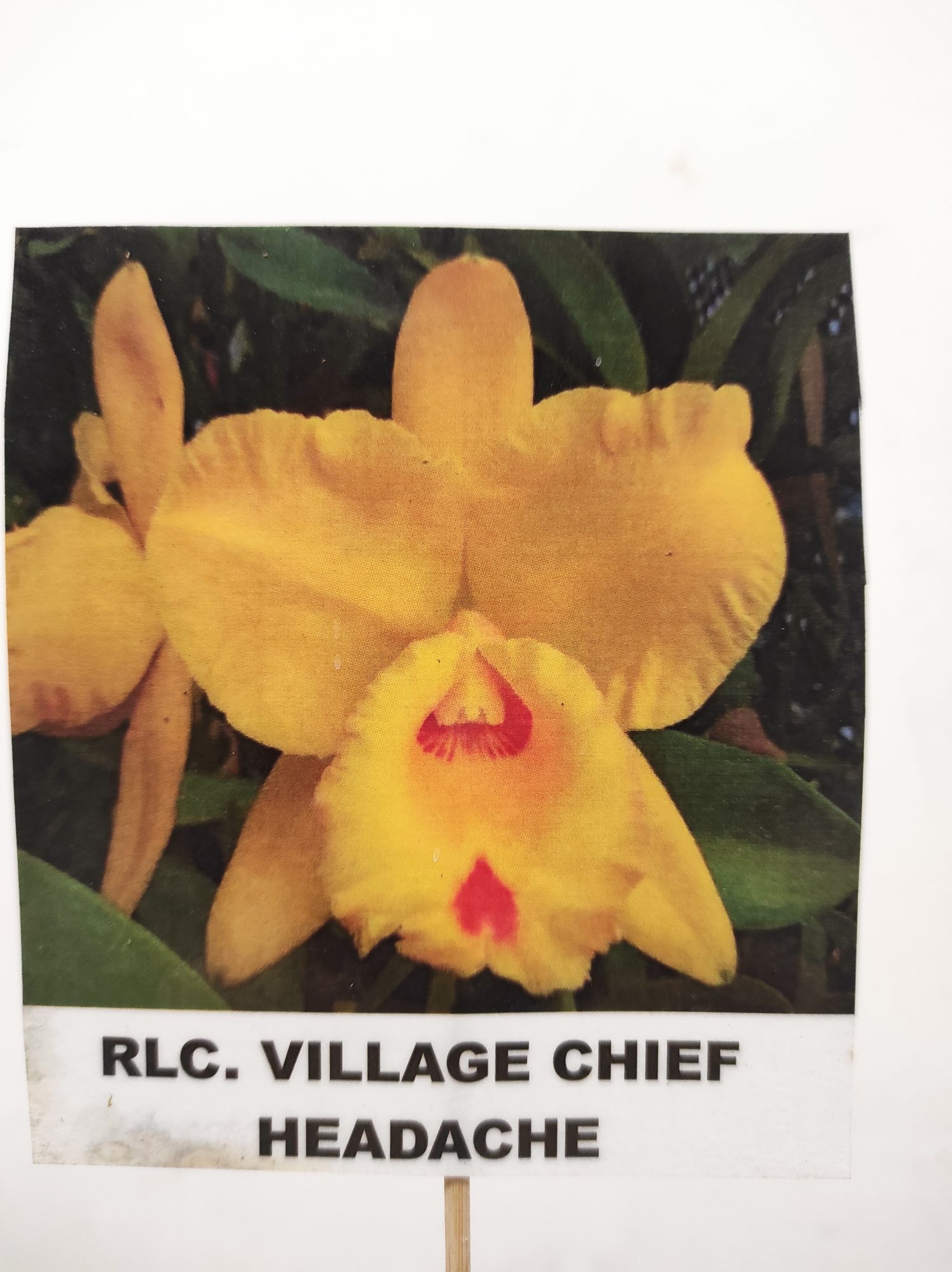 Rlc. Village Chief Headache - Sem Flor - Image 2