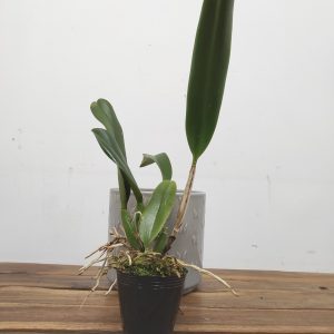 Rlc. Village Chief Headache - Sem Flor