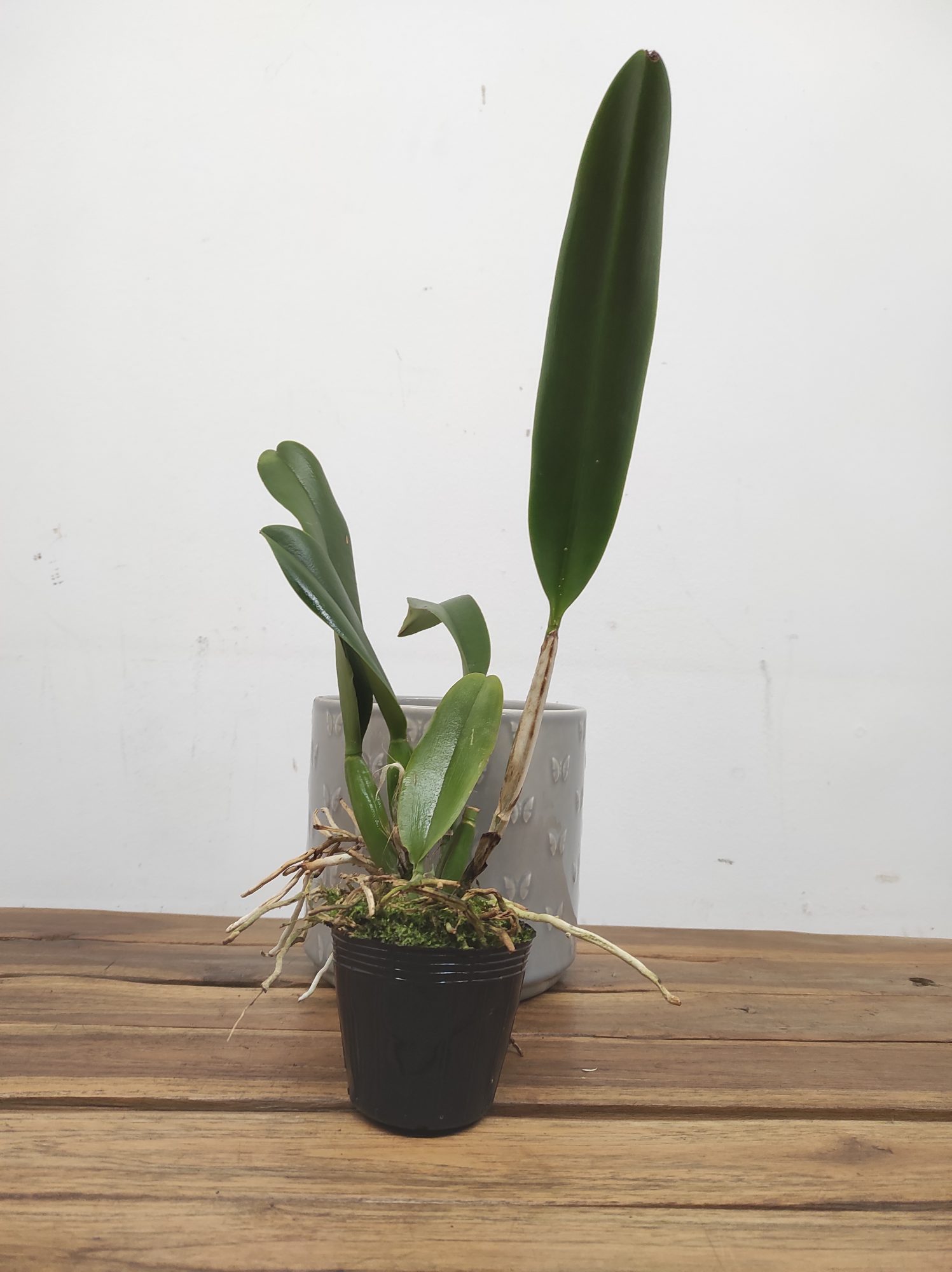 Rlc. Village Chief Headache - Sem Flor