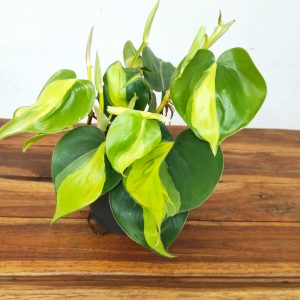 Philodendron Scandens 'Brasil'
