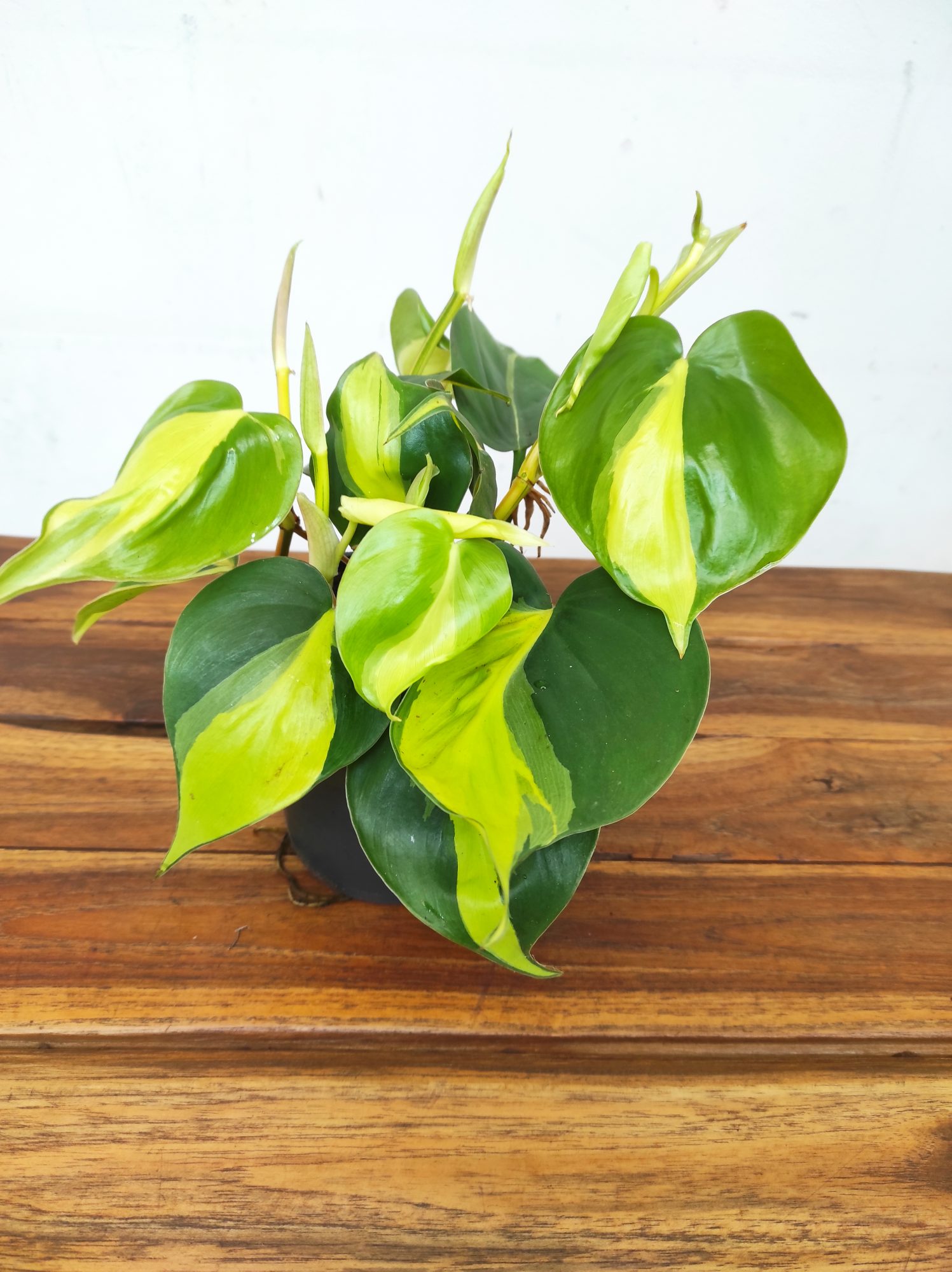 Philodendron Scandens 'Brasil'