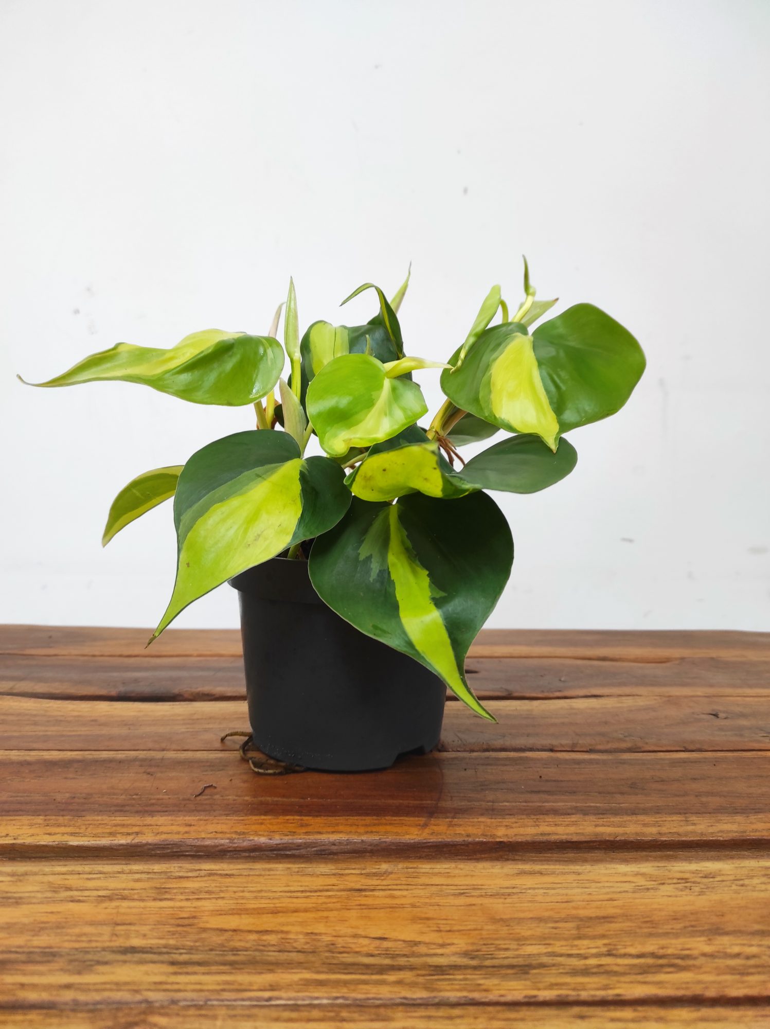 Philodendron Scandens 'Brasil' - Image 2