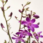 Dendrobium Berry Oda