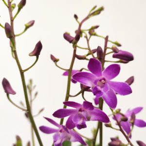Dendrobium Berry Oda