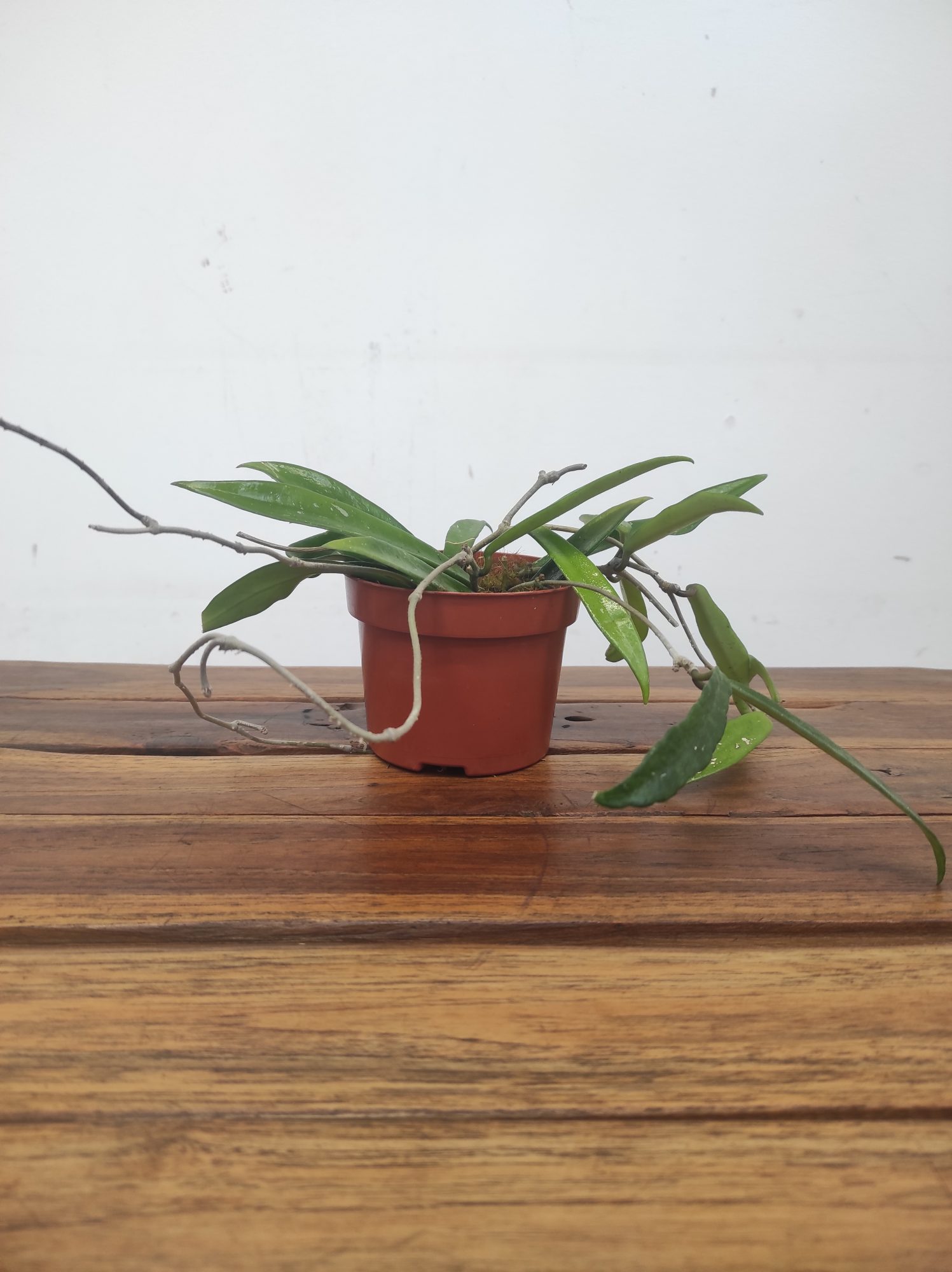 Hoya Minibelle V.10 - Image 2