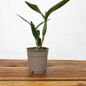 Cattleya Laranja Sem Flor - V.12