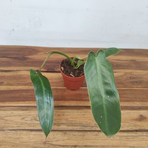 Philodendron Spiritus Sancti