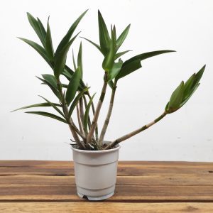 Dendrobium Berry Oda - Sem Flor