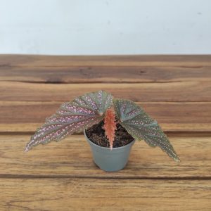 Begonia 'Pink Spot' V.6
