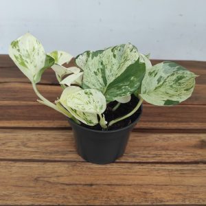 Epipremnum Pinnatum Happy Leaf