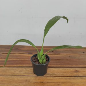 Coelogyne Speciosa – Sem flor