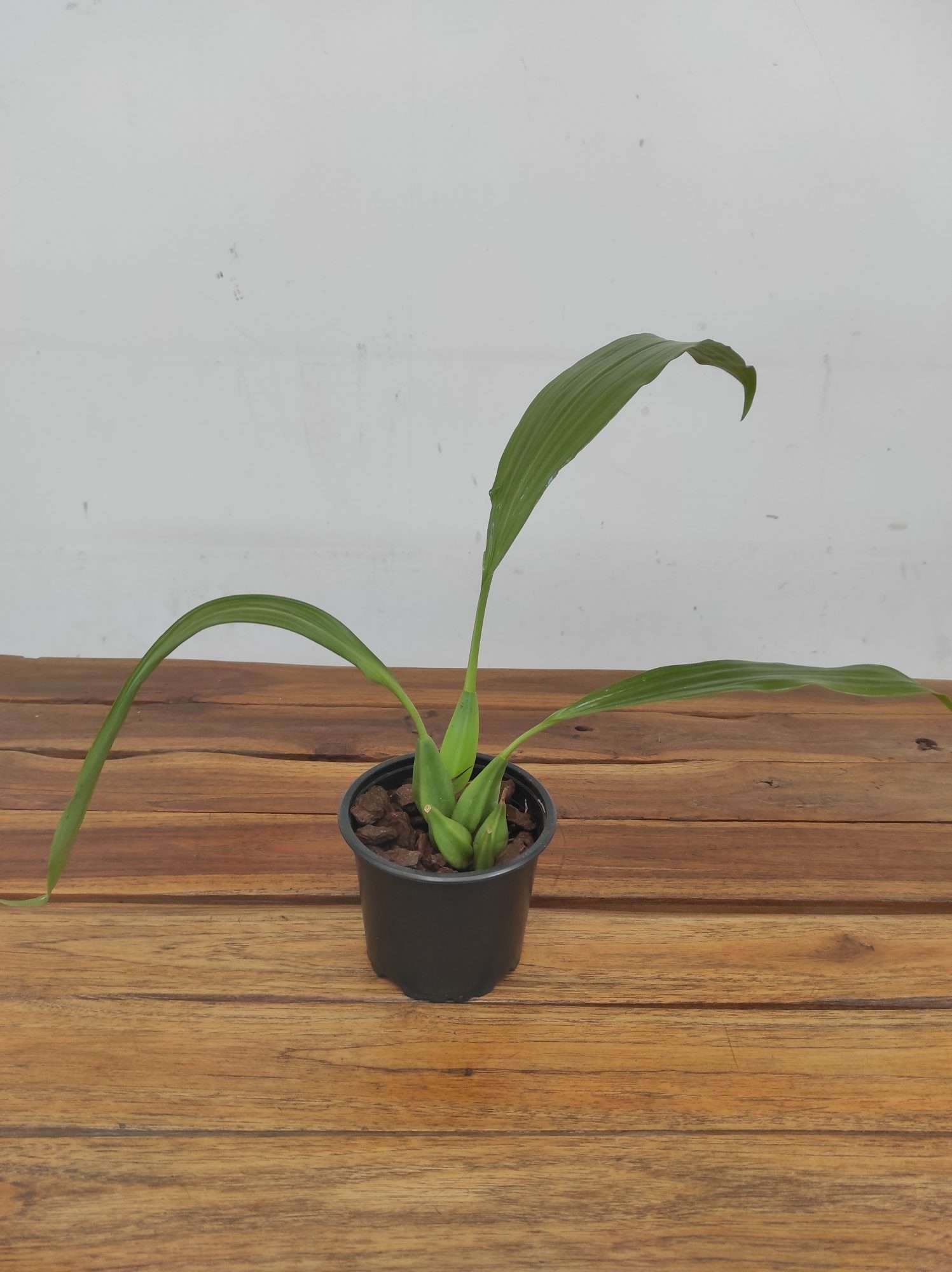 Coelogyne Speciosa – Sem flor