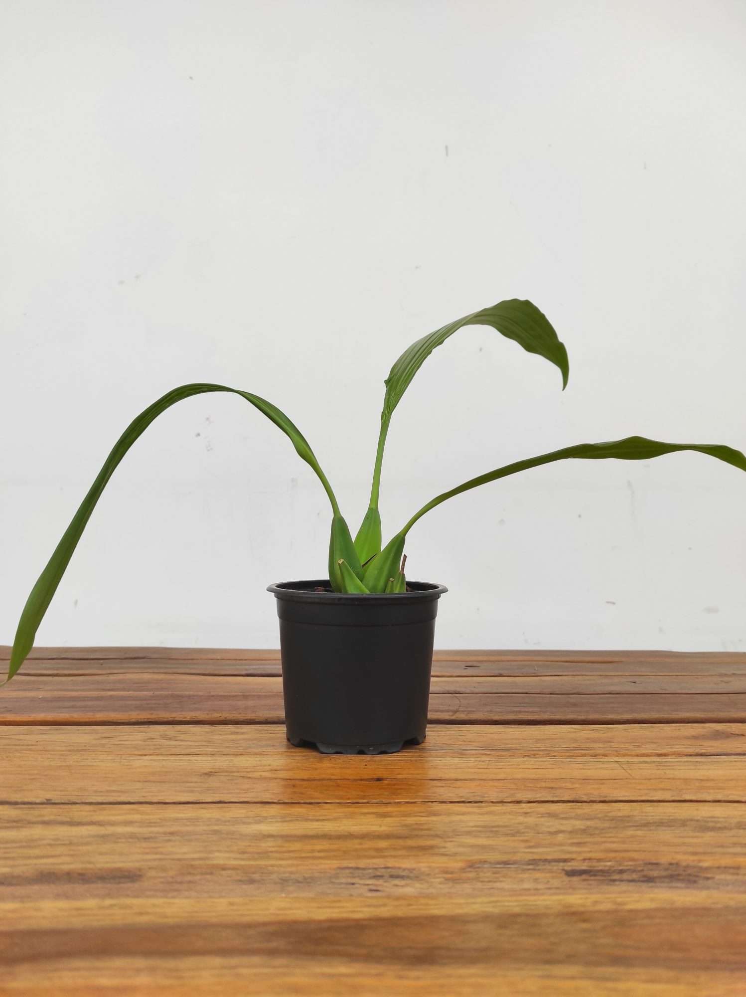 Coelogyne Speciosa – Sem flor - Image 2