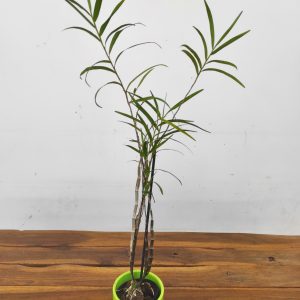 Dendrobium Hancockii