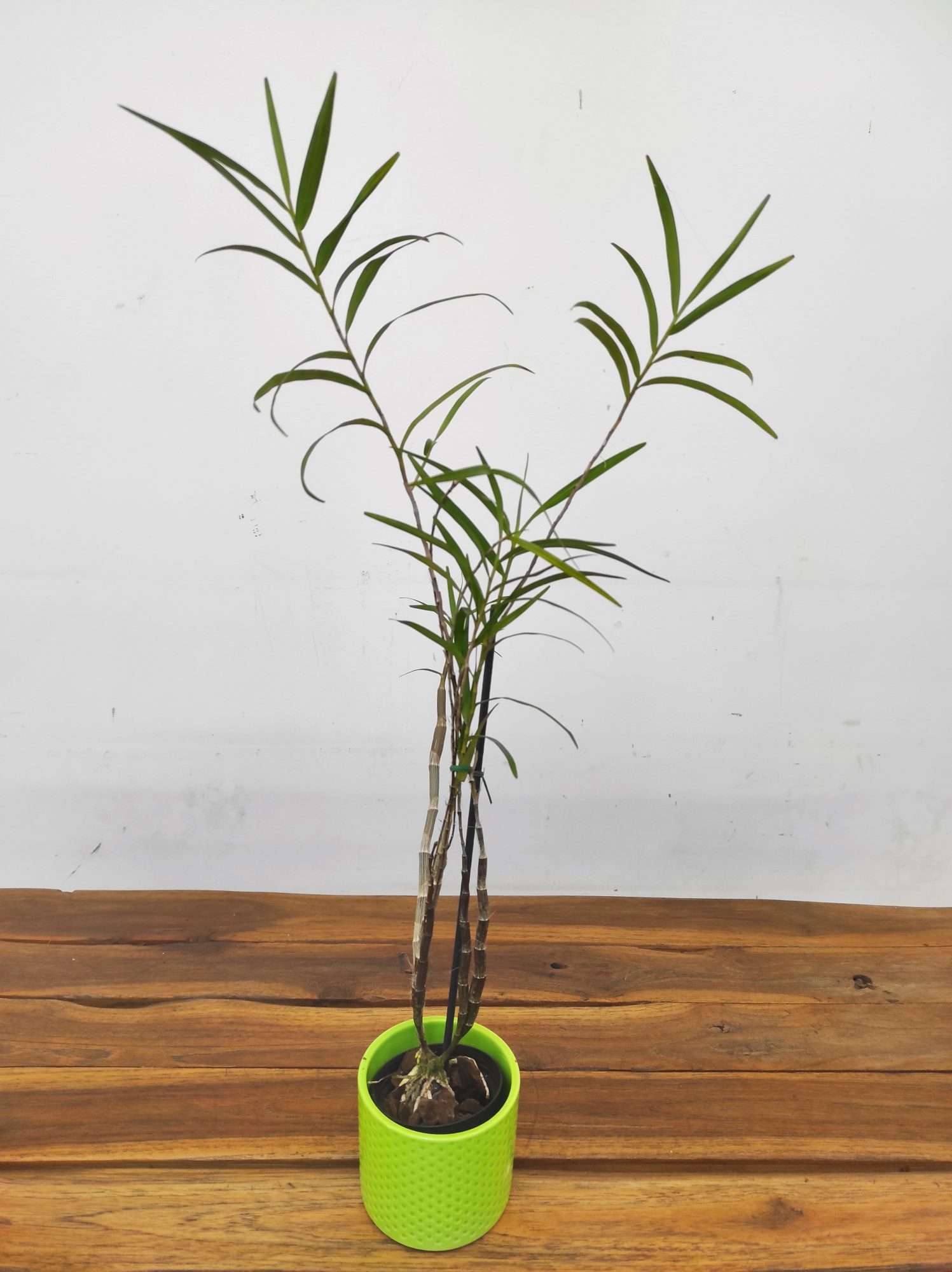 Dendrobium Hancockii