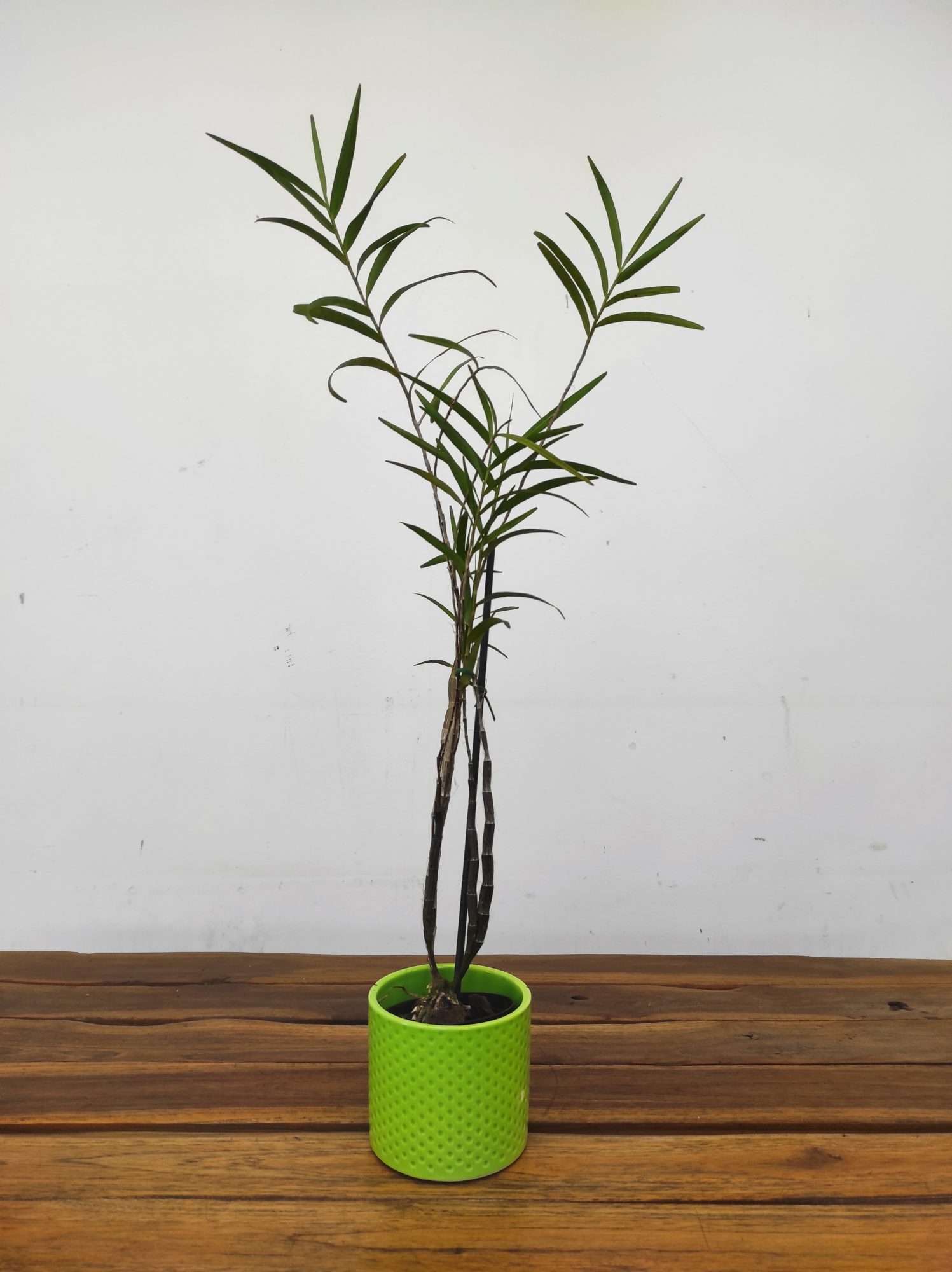 Dendrobium Hancockii - Image 2