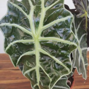 Alocasia Amazonica 'Polly'