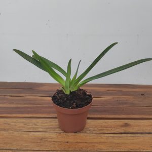 Paphiopedilum St. Swithin - Sem Flor