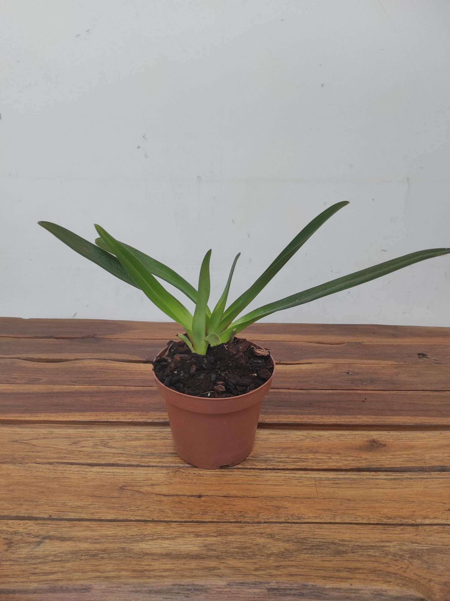 Paphiopedilum St. Swithin - Sem Flor