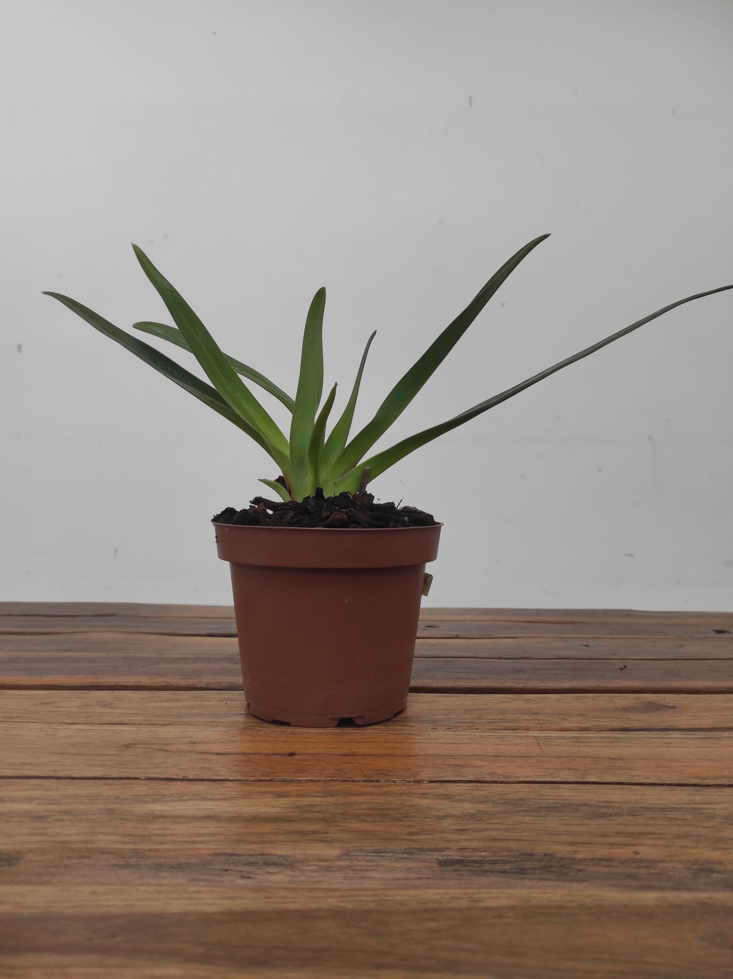 Paphiopedilum St. Swithin - Sem Flor - Image 2