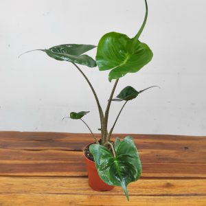 Alocasia Macrorrhizos 'Stingray'