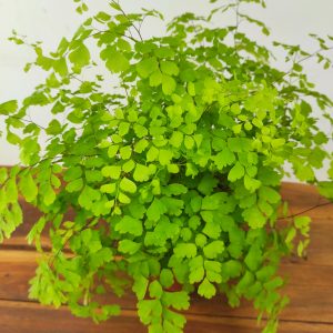 Adiantum Fragrans