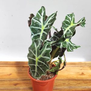Alocasia 'Polly' - V.17
