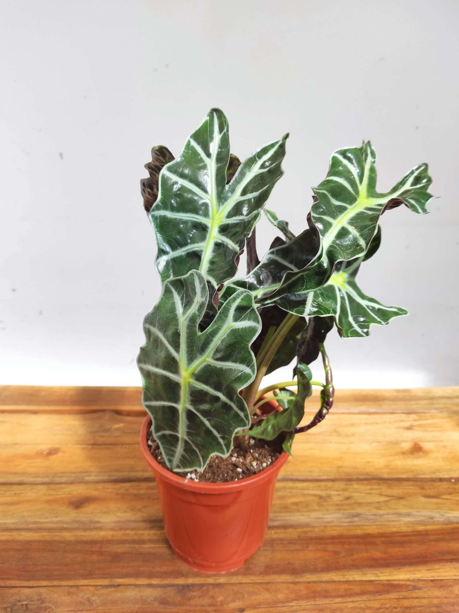 Alocasia 'Polly' - V.17