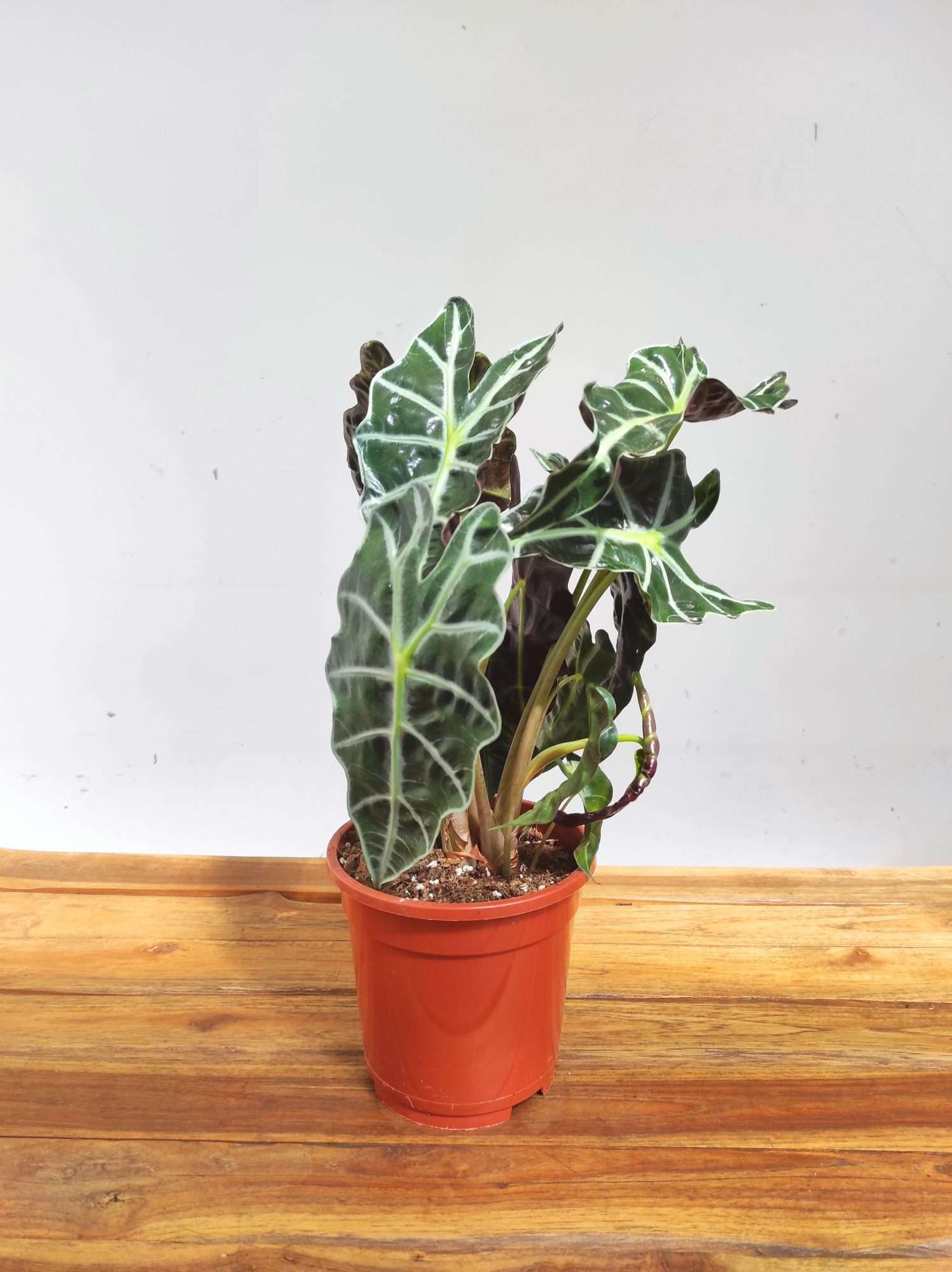 Alocasia 'Polly' - V.17 - Image 2