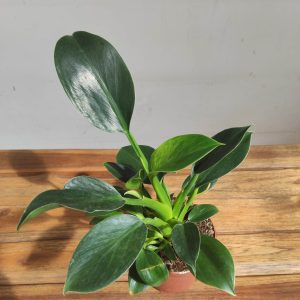 Philodendron Green Princess - V.12