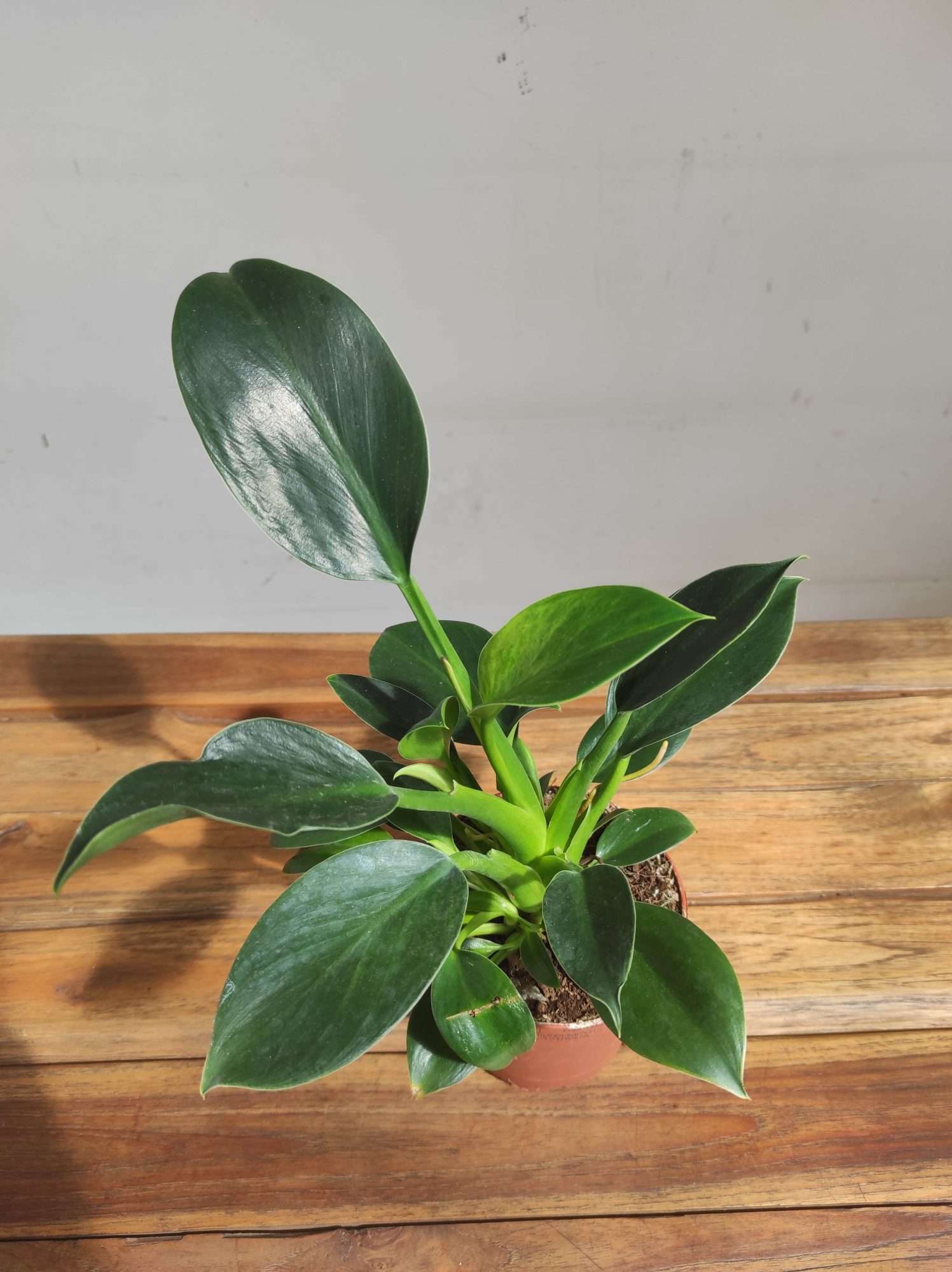 Philodendron Green Princess - V.12