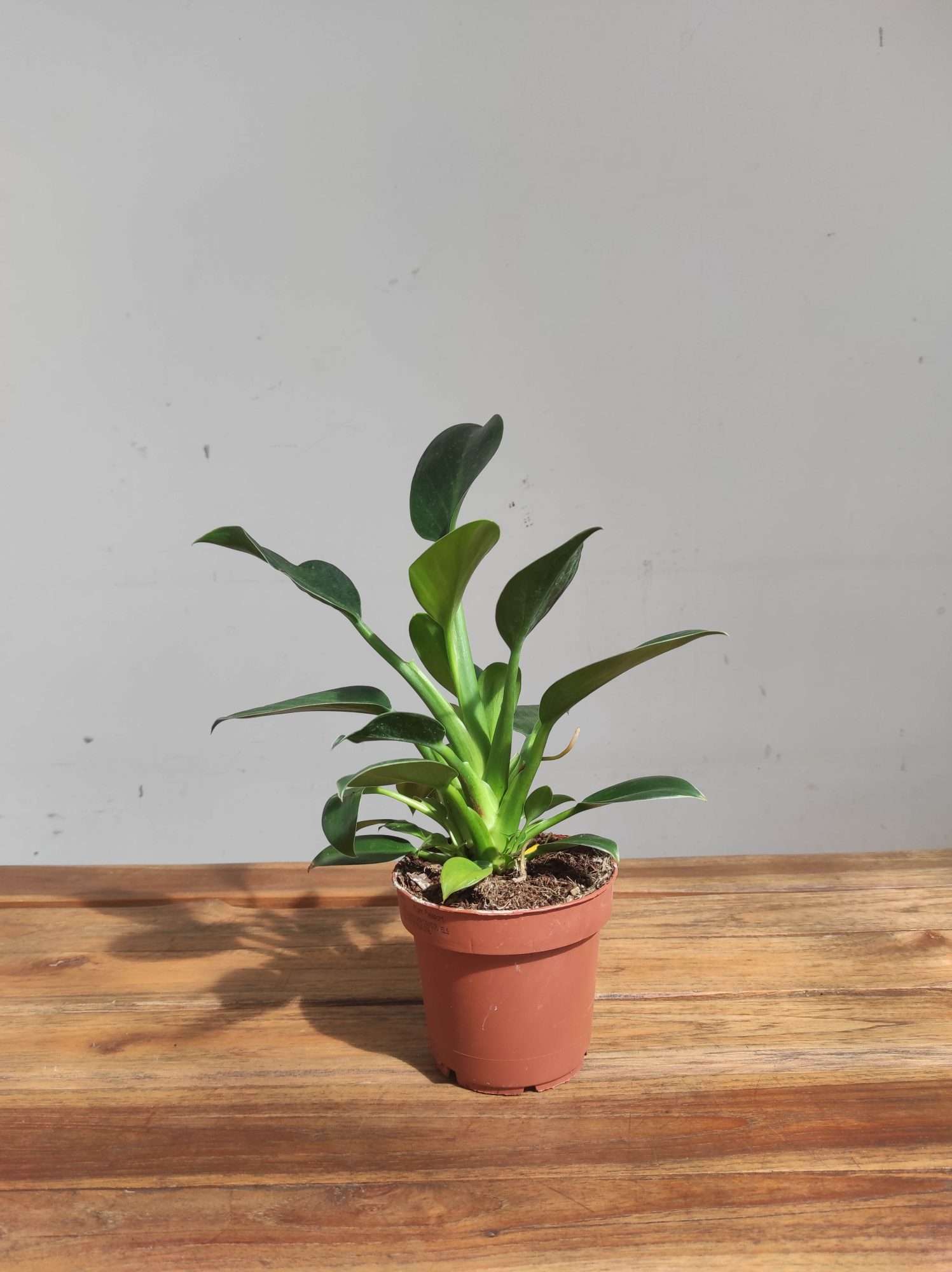 Philodendron Green Princess - V.12 - Image 2