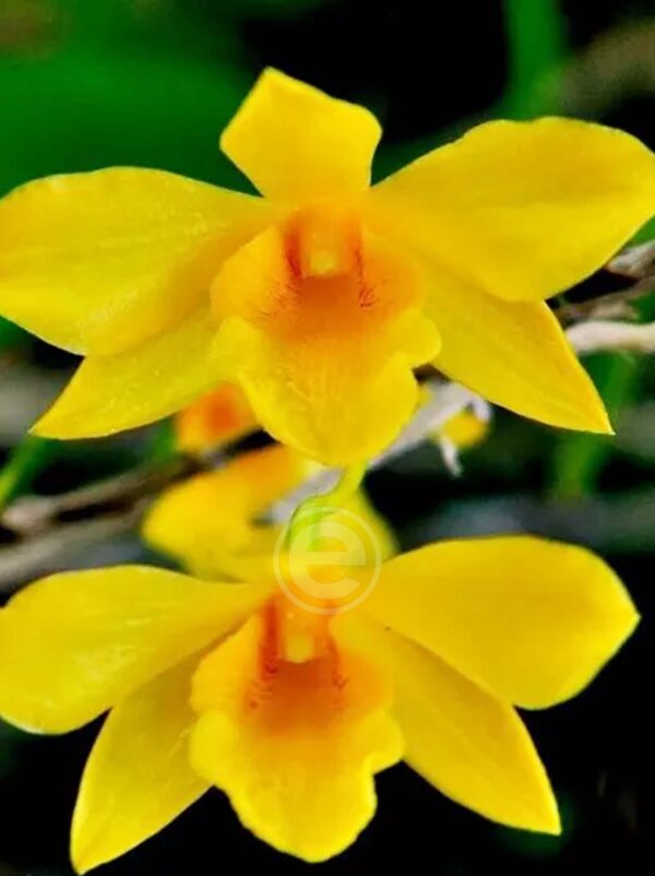 Dendrobium Hancockii - Sem Flor