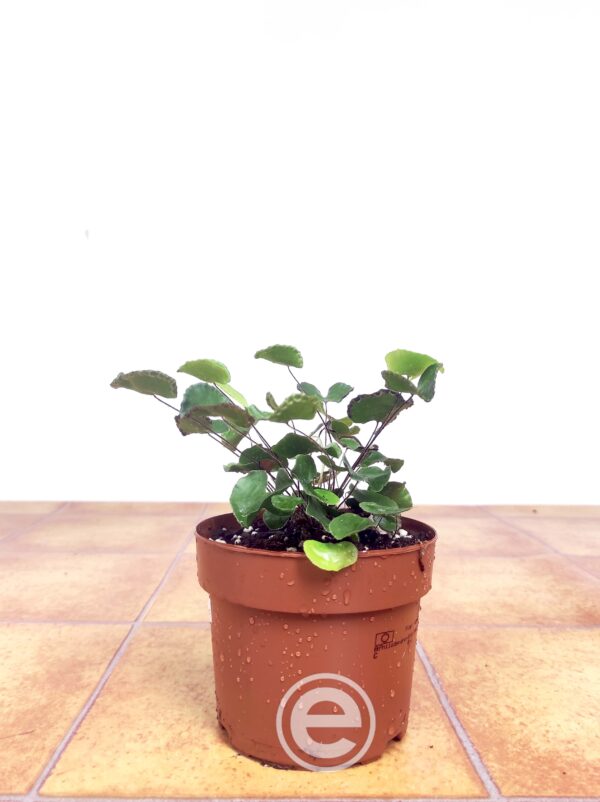 Adiantum Reniforme - Image 2
